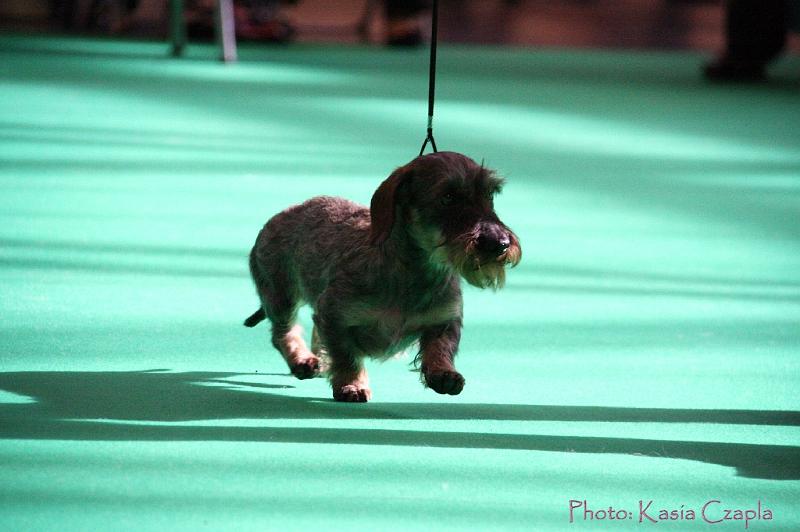 Crufts2011_2 678.jpg